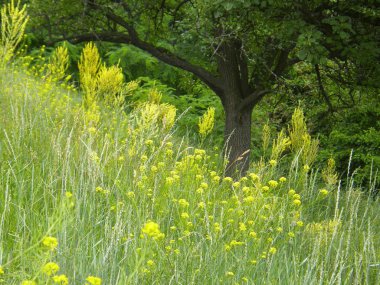 Güzel yeşil çim ve ağaçların bir yamaca.