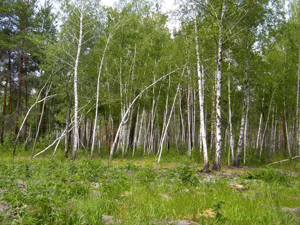 Mycket Vacker Våren Björkskogen — Stockfoto