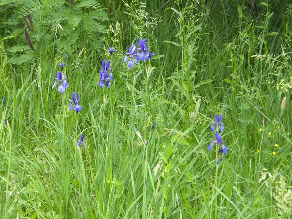 Beautiful Flowers Wild Irises — Stock Photo, Image