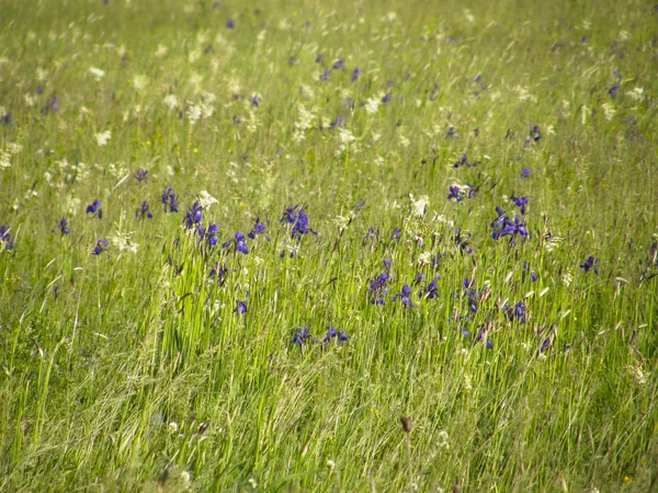 Lindas Flores Íris Selvagens — Fotografia de Stock