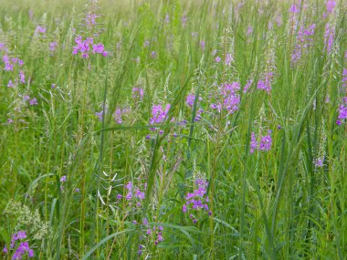 Çiçek açan Sally. Güzel çiçekli bitkiler.