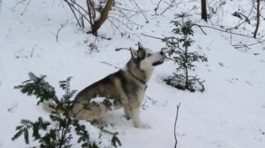 Kışın karda Husky köpek