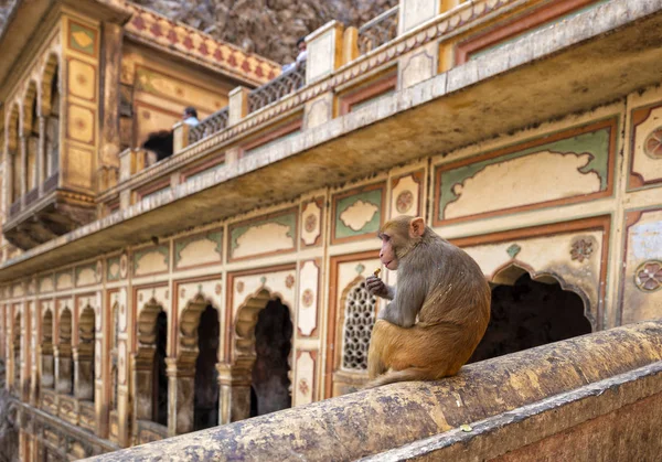 Ναός Της Galtaji Jaipur Ινδία Μαϊμού — Φωτογραφία Αρχείου