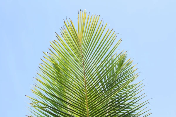 Folha Palma Verde Fresca Sobre Céu Azul — Fotografia de Stock