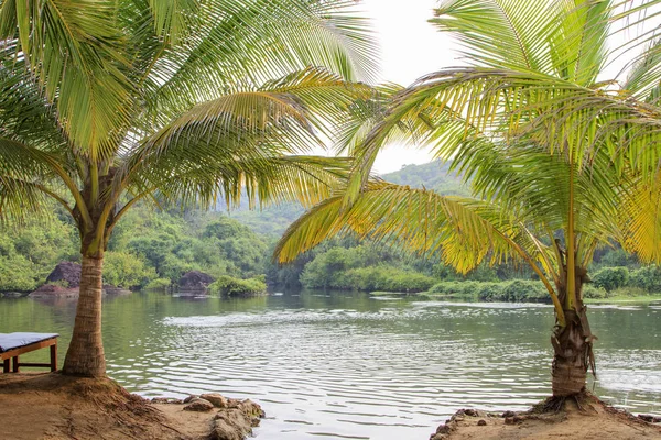 Прекрасне Озеро Пальмами — стокове фото