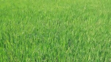 Alan pirinç genç yeşil filizi ile