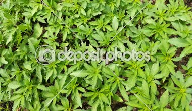 Esrar yaprak, rüzgarda sallanan esrar