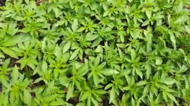 Esrar yaprak, rüzgarda sallanan esrar