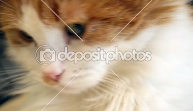 Kırmızı ve beyaz kedi yüzüne yakın çekim