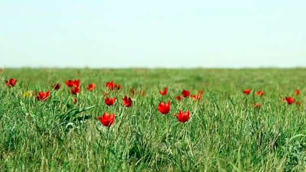 Coloridos Tulipanes Florecen Desierto — Vídeo de stock