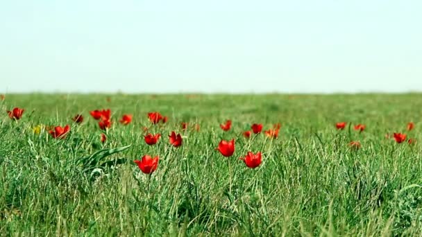 Coloridos Tulipanes Florecen Desierto — Vídeo de stock