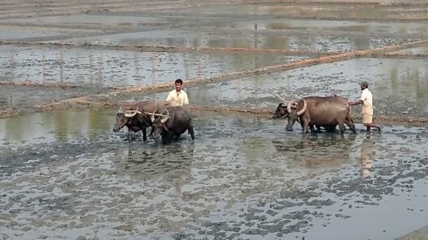 Maharashtra India Februari 2016 Boer Een Rijst Gebied Met Ossen — Stockvideo