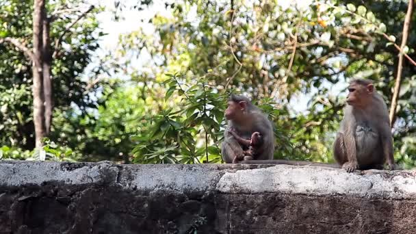 Famille Des Singes Dans Forêt Tropicale — Video