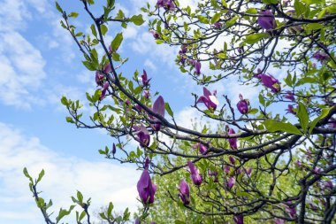 Mavi gökyüzü karşı ağacının dalları üzerinde somut bir Manolya tomurcukları