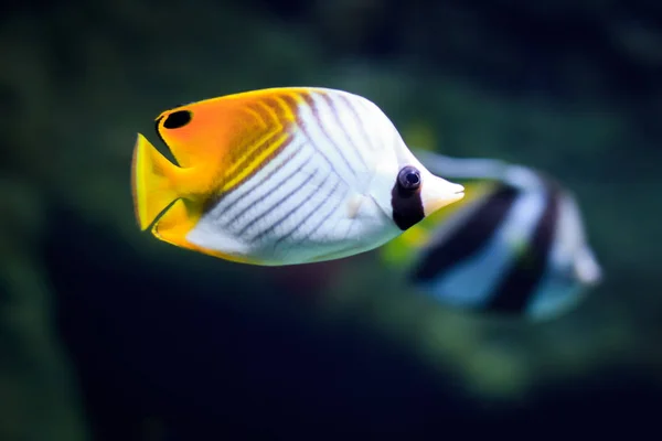 Pesce Tropicale Una Barriera Corallina — Foto Stock