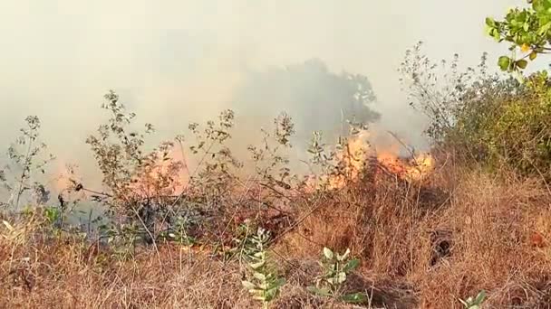 Tempestade Grande Fogo Floresta — Vídeo de Stock