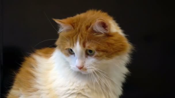 Drôle visage de chat rouge et blanc de près 