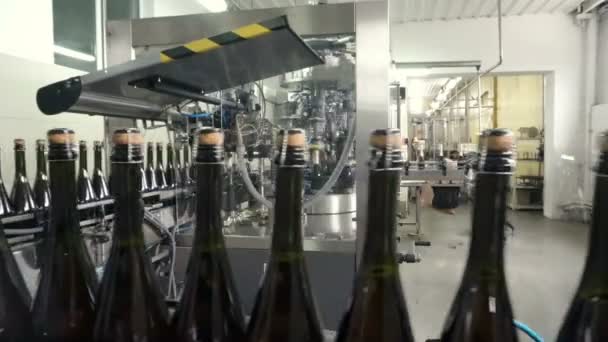 Raden För Fyllning Och Förslutning Transportband Fabrik Champagne — Stockvideo