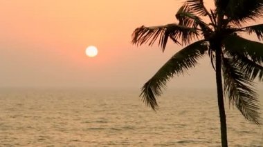 Gün batımında palmiye ağaçları silueti