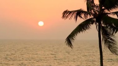Gün batımında palmiye ağaçları silueti