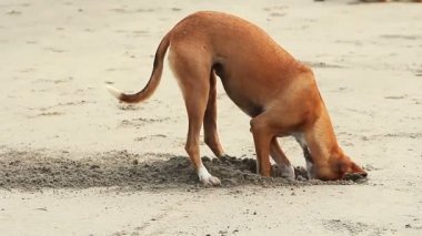 Sahilde kum kazma köpek