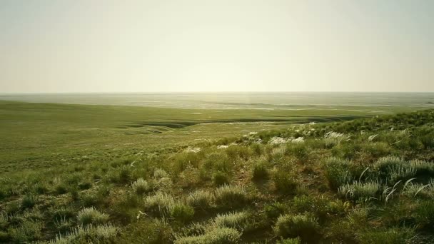 Green Steppe Sunny Day — Stock Video