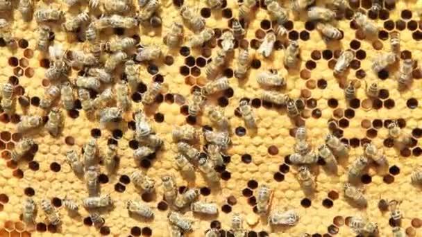 Enjambre Abejas Producen Miel — Vídeo de stock