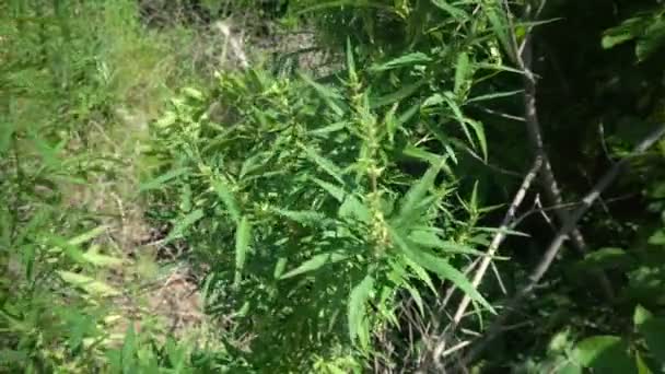 Foglia Cannabis Marijuana Ondeggiante Nel Vento — Video Stock