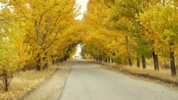 Camino Vacío Bajo Coronas Árboles Amarillos Otoño — Vídeo de stock