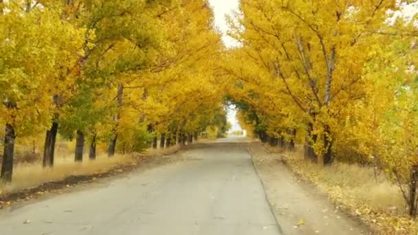 Estrada Vazia Sob Coroas Árvores Amarelas Outono — Vídeo de Stock