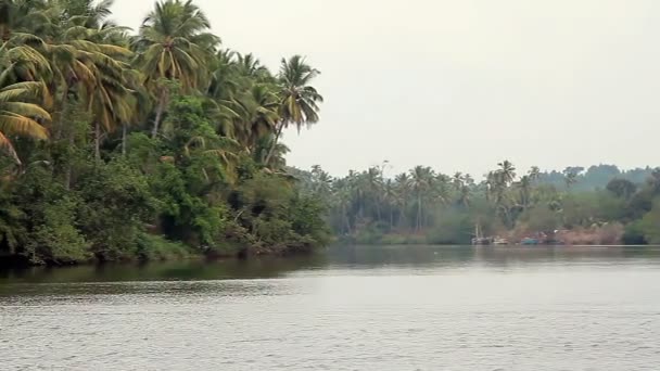 Tropical River Sunny Day — Stock Video