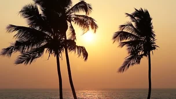 Palmen Silhouette Bei Sonnenuntergang — Stockvideo
