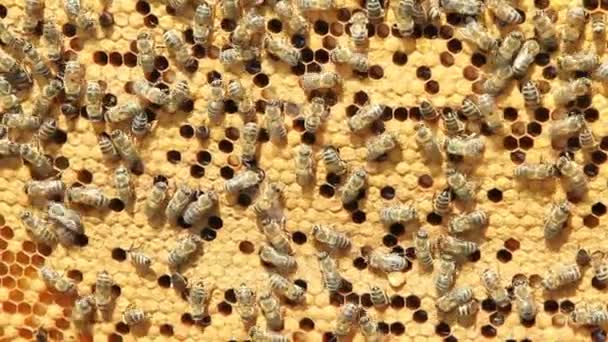 Enjambre Abejas Producen Miel — Vídeo de stock