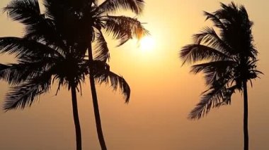 Gün batımında palmiye ağaçları silueti