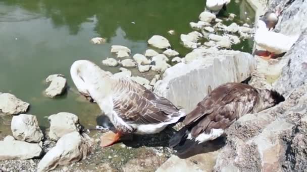 鸭子清洁它们的羽毛 — 图库视频影像