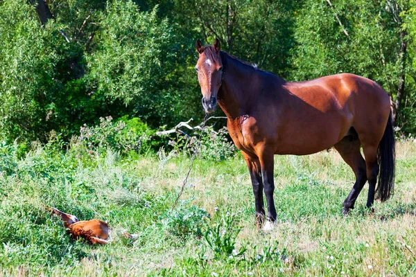 Adulto Cavalo Mãe Com Seu Potro Pasto — Fotografia de Stock