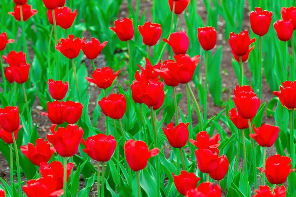 Champ Tulipes Rouges — Photo