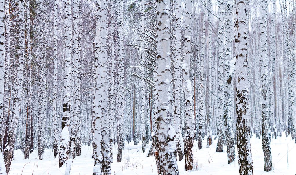 Beautiful winter birch forest