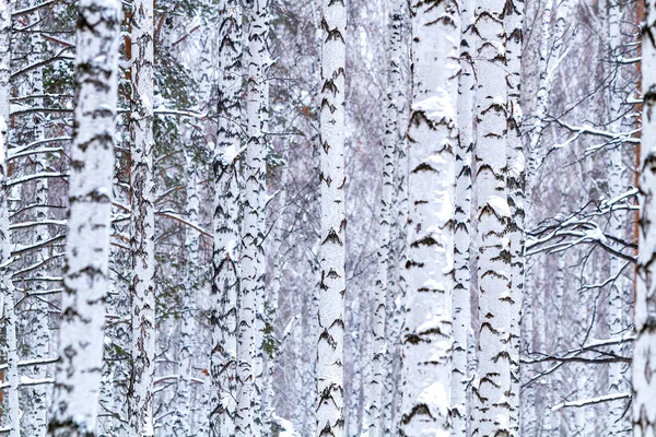 Mooie Winter Berk Bos — Stockfoto
