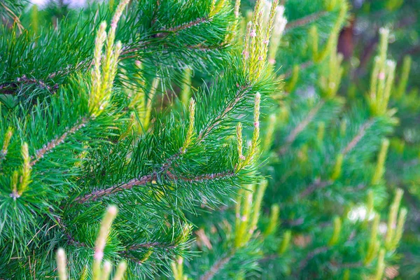 Coniferous Evergreen Branches with Blooming Young Spruce Shoots at  Springtime, Fresh Tender Needles, Natural Background Stock Image - Image of  wood, natural: 216357053