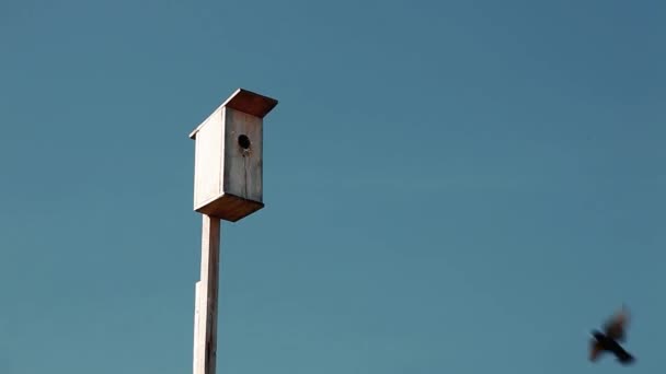 Casa Pájaros Madera Sobre Fondo Cielo Azul Estornino Negro Alimenta — Vídeo de stock