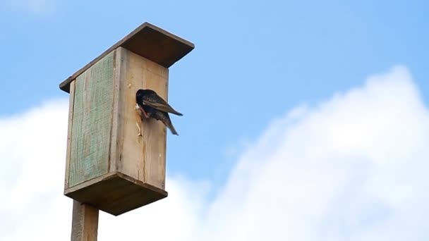 Casa Pájaros Madera Sobre Fondo Cielo Azul Estornino Negro Alimenta — Vídeo de stock