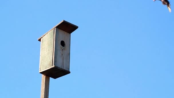 Wooden Birdhouse Blue Sky Background Black Starling Feeds Chicks — Stockvideo
