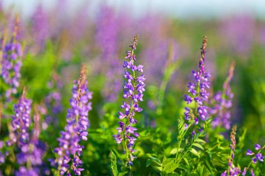 Vicia cracca çiçekler, closeup çekim, sıcak akşam ışık