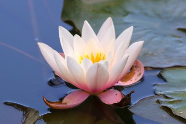 Gölet veya göl yüzeyinde Beyaz Lotus (su zambak) closeup çekim