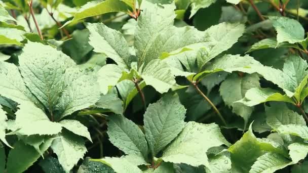 Frunzele Perete Verde Virginia Creeper Sub Ploaie Abundentă — Videoclip de stoc
