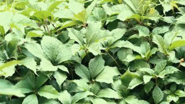 Şiddetli yağmur altında yeşil virginia creeper duvar Yaprakları