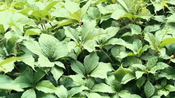 Hojas Pared Enredadera Virginia Verde Bajo Fuertes Lluvias — Vídeo de stock