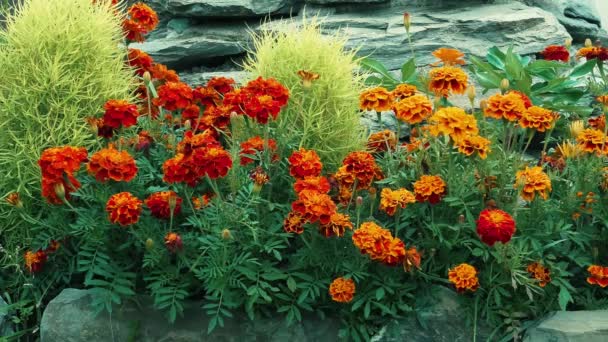 Marigolets Tagetes Plantes Dans Jardin — Video