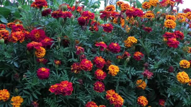 Marigoldse Nebo Tagetes Rostliny Zahradě — Stock video